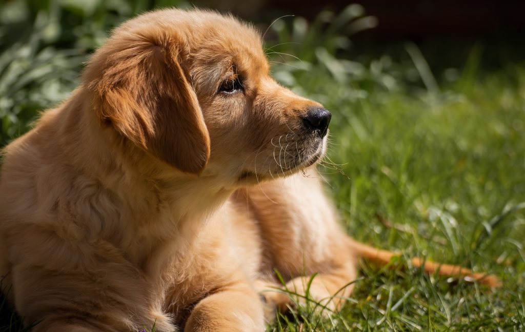 dog, golden retriever, puppy-4671215.jpg